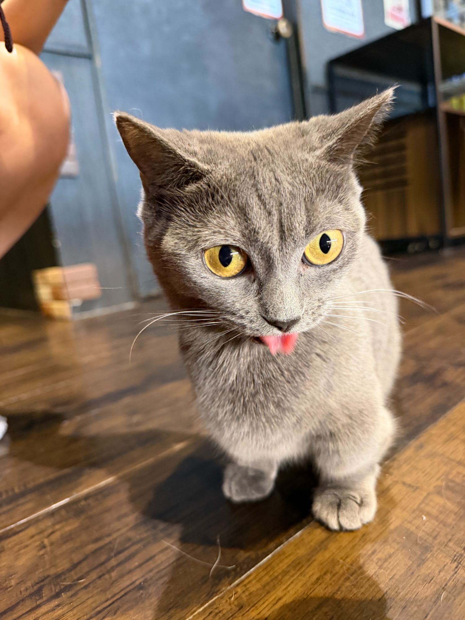 Dumb Cat with no thoughts