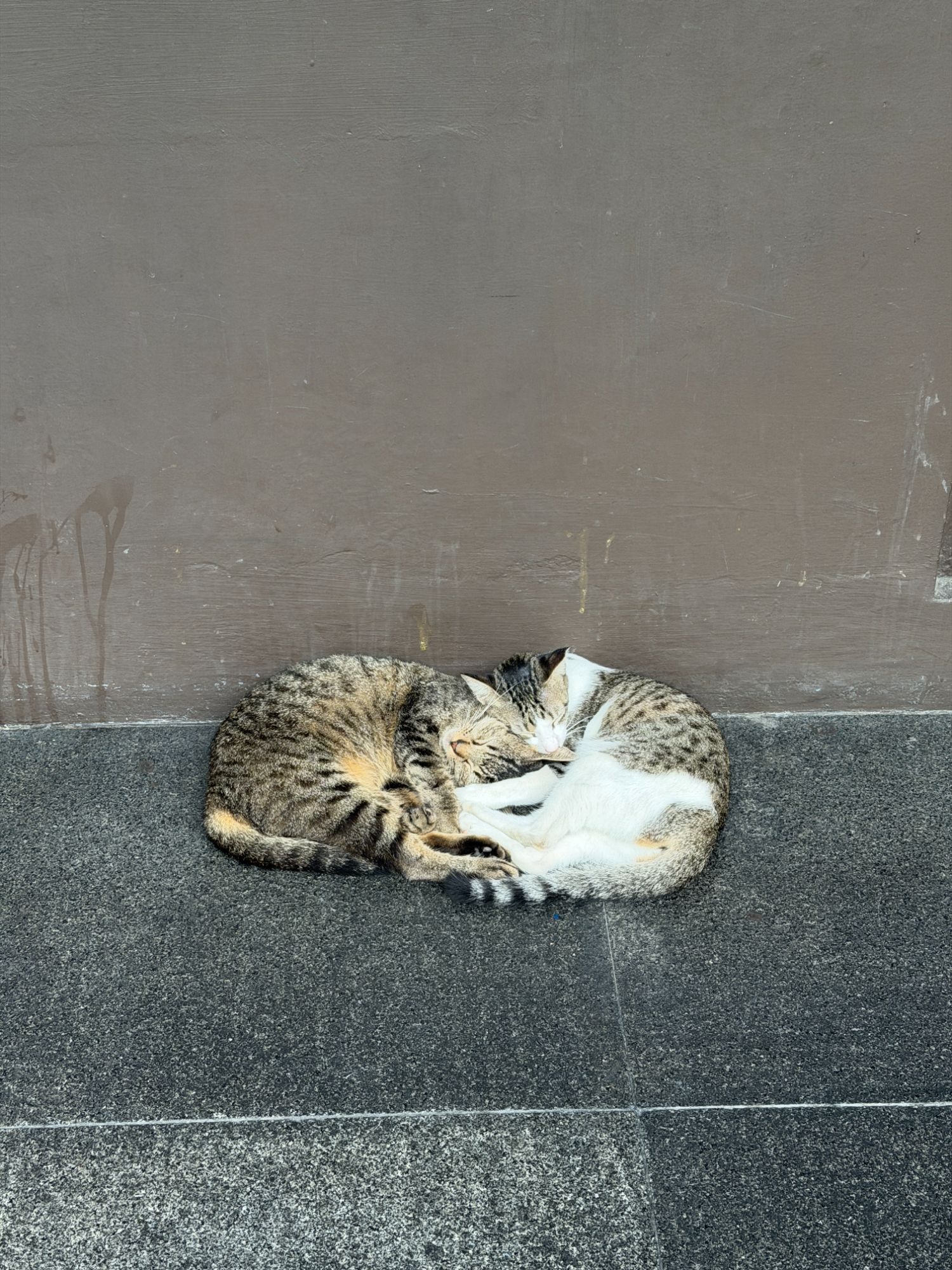 Calvin and I in cat form :3